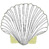 Strandgut (maritime Dateien) – Bild 2